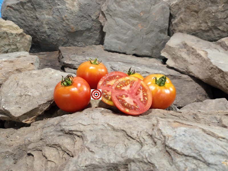 The Best Container Tomato Dwarf Gnomov Tomato Seeds Available Here.