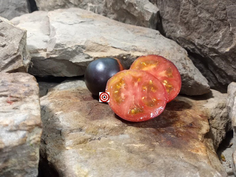 The Best Container Tomato Dwarf Gondwana Rose Tomato Seeds Available Here.