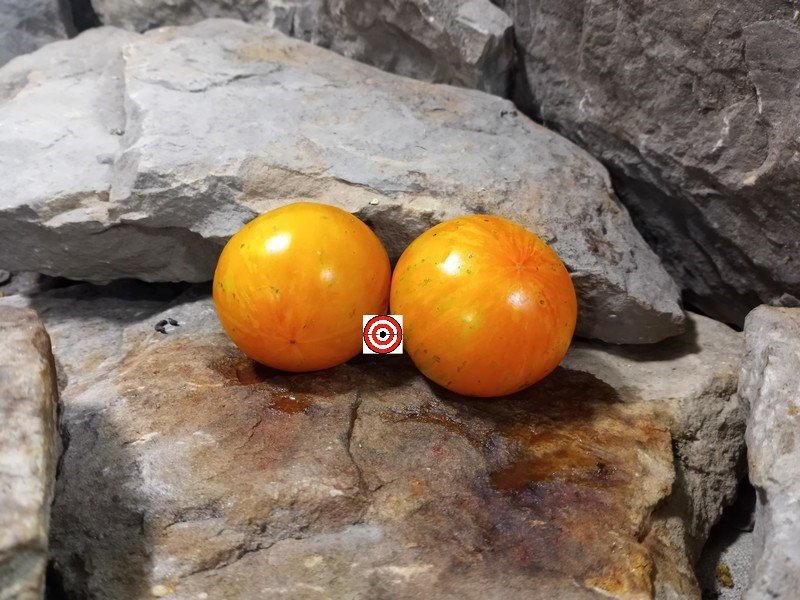 The Best Container Tomato Dwarf Nimu Tomato Seeds Available Here.,