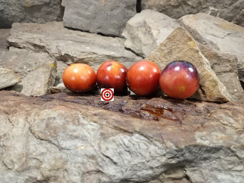 The Best Determinate Tomato Dwarf Mooncalf Tomato Seeds Available Here.
