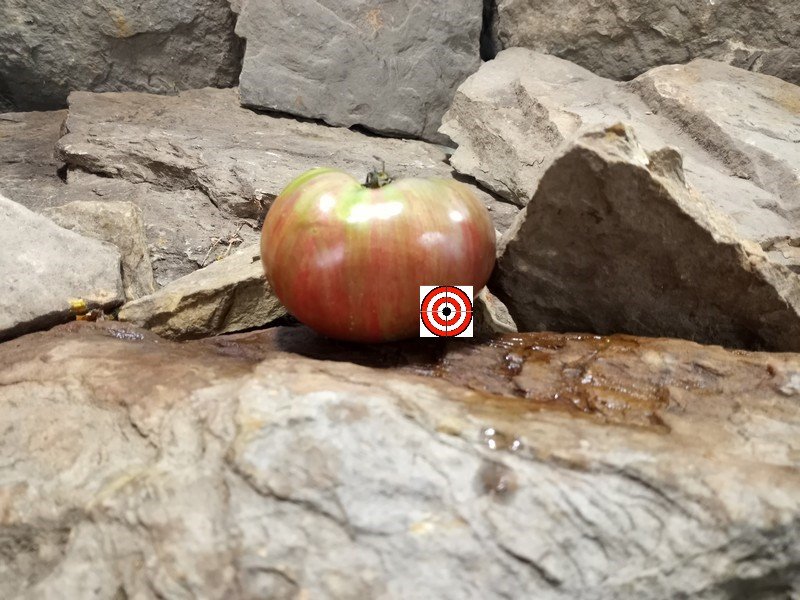 The Best Dwarf Tomato Project Tomato Dwarf Metallica Tomato Seeds Available Here.