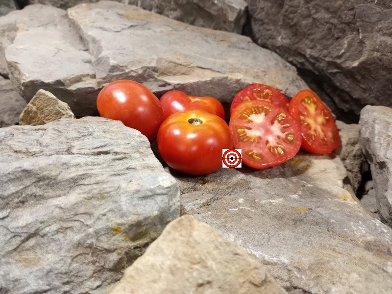 The Best Red Tomato Dwarf Premus Tomato Seeds Available Here.