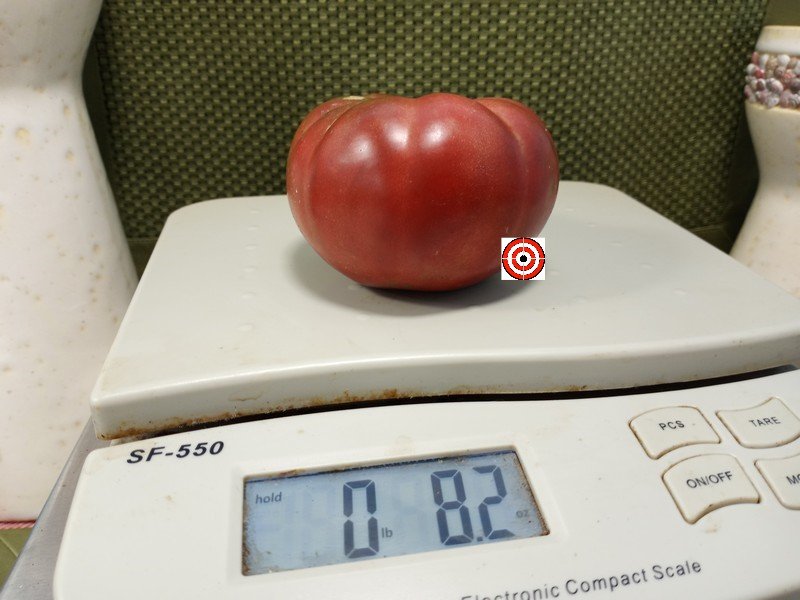 The Best Sandwich Tomato Dwarf Nanos Meatball Tomato Seeds Available Here.