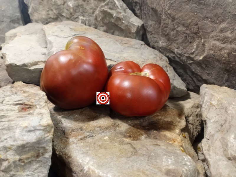 The Best Sandwich Tomato King Aramis Dwarf Tomato Seeds Available Here.