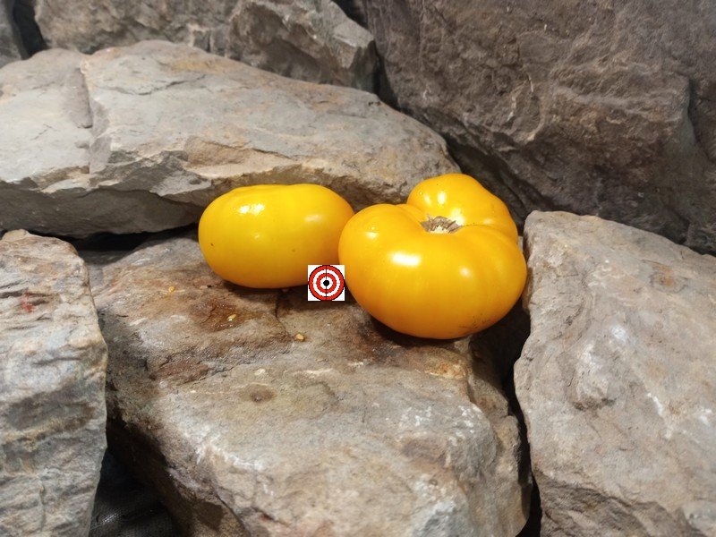 The Best Slicing Tomato Jasmine Yellow Dwarf Tomato Seeds Available Here.