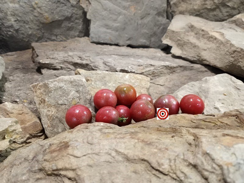 The Best Snacking Tomato Rosella Cherry Tomato Seeds Available Here.