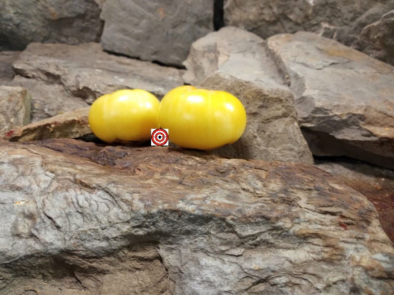 A Popular Container Tomato Dwarf Walters Fancy Tomato Seeds For Sale Here.