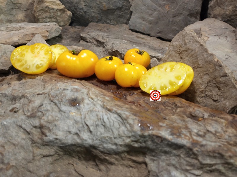 A Popular Karen Olivier Tomato Dwarf Yellow Bick Road Tomato Seeds For Sale Here.