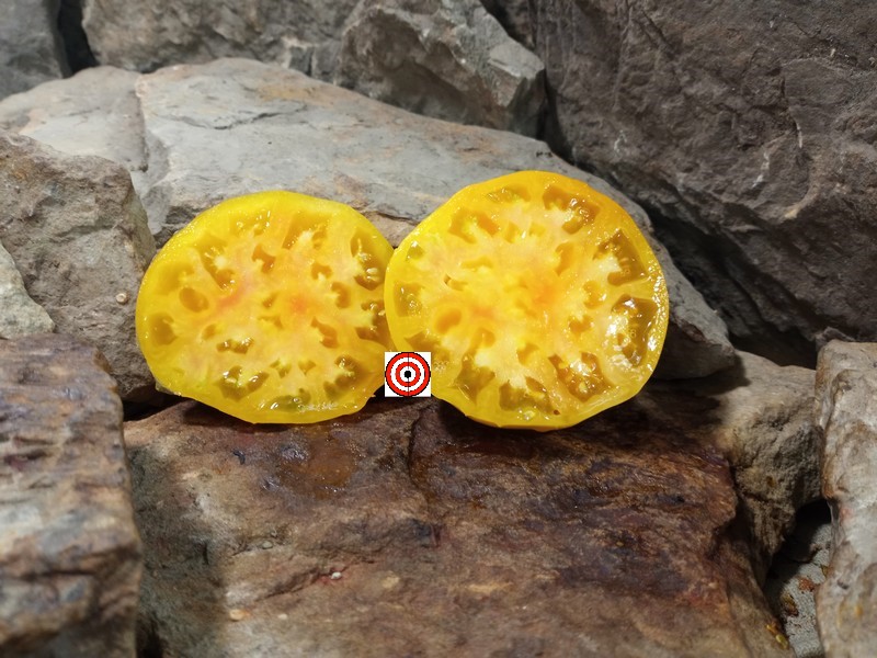 A Popular Yellow Tomato Elbe Tomato Seeds For Sale Here.