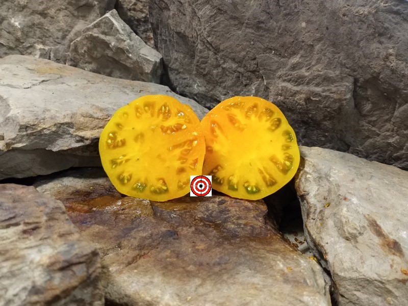 The Best Beefsteak Tomato Elbe Tomato Seeds Available Here.