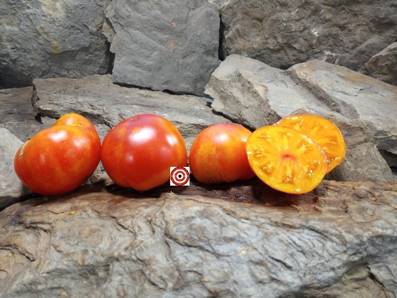The Best Bicolored Tomato Dwarf Sunkissed Peach Tomato Seeds For Sale Here.