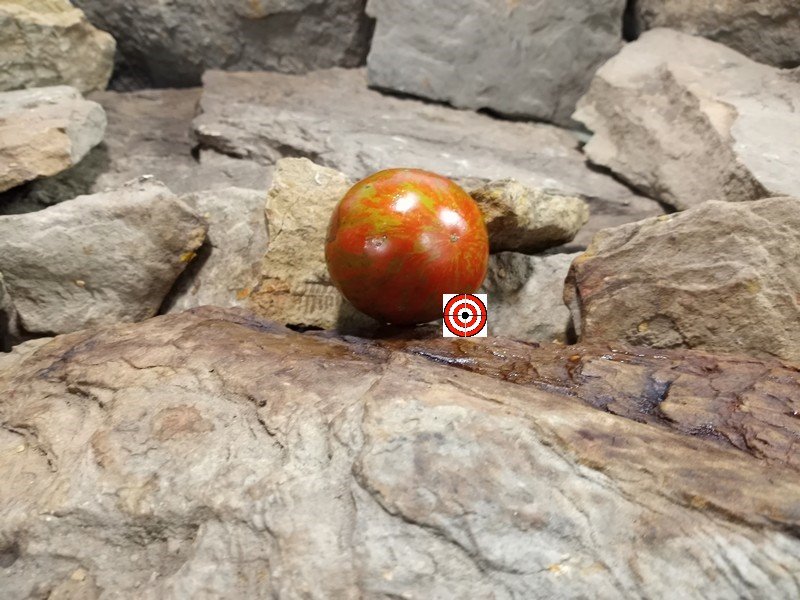 The Best Container Tomato Dwarf Round Robin Tomato Seeds Available At Bounty Hunter Seeds.