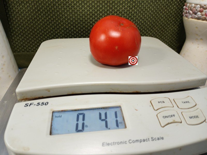 The Best Container Tomato Dwarf Sturt Desert Pea Tomato Seeds Available Here.