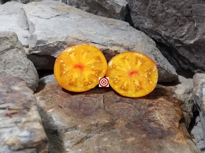 The Best Container Tomato Dwarf Sunkissed Peach Tomato Seeds Available Here.