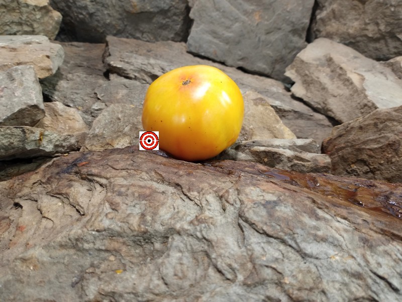 The Best Container Tomato Dwarf Wherokowhai Tomato Seeds Available Here.