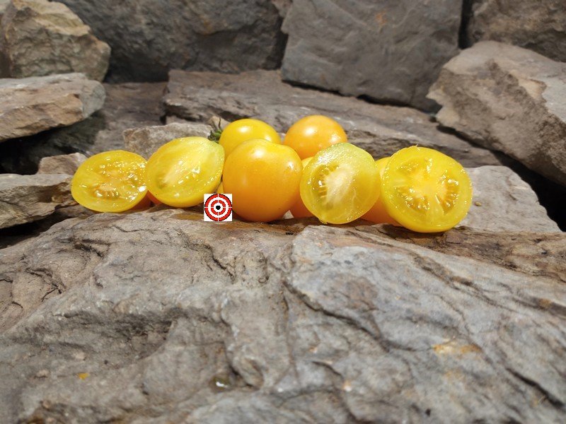 The Best Container Tomatoes Dwarf Sunnys Pear Tomato Seeds Available Here.