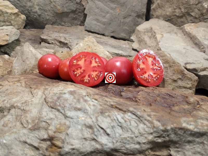 The Best Market Tomato Early Annie Tomato Seeds Available Here.