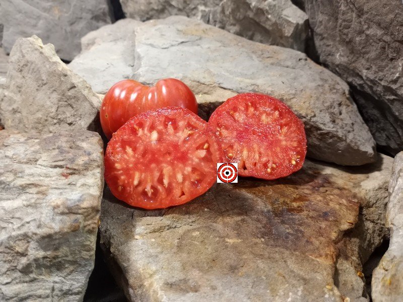 The Best Red Tomato Stoney Brook Heart Dwarf Tomato Seeds Available Here.