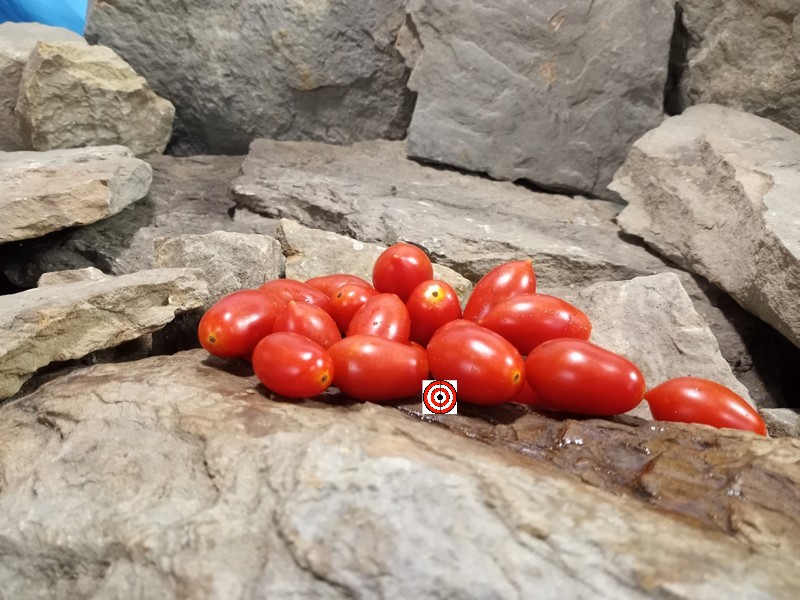 The Best Salad Tomato Elfin Tomato Seeds Available Here.