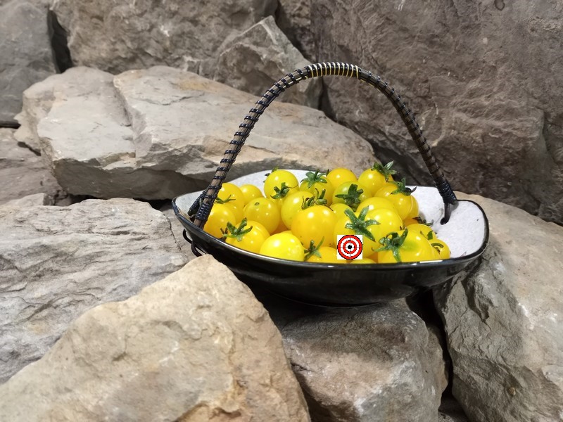 The Best Salad Tomato Yellow Pygmy Micro Dwarf Tomato Seeds Available Here.