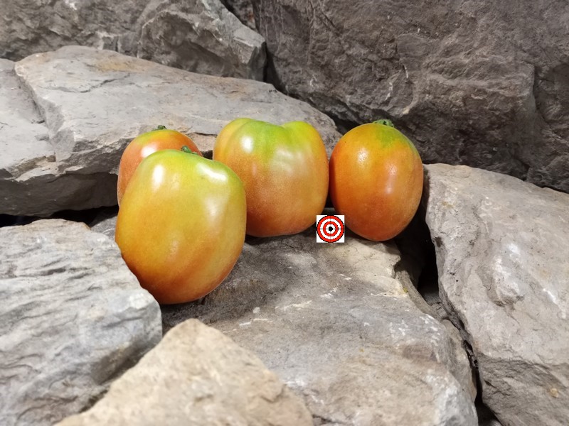 The Best Unique Tomato Dwarf Woolly Tomato Seeds Available Here.
