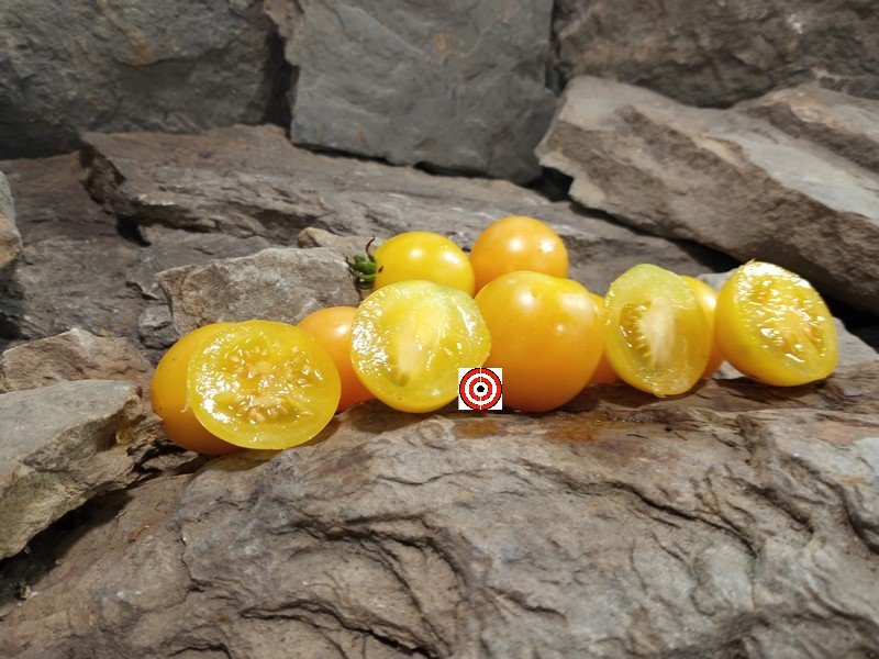 The Best Yellow Tomato Dwarf Sunnys Pear Tomato Seeds For Sale Here.