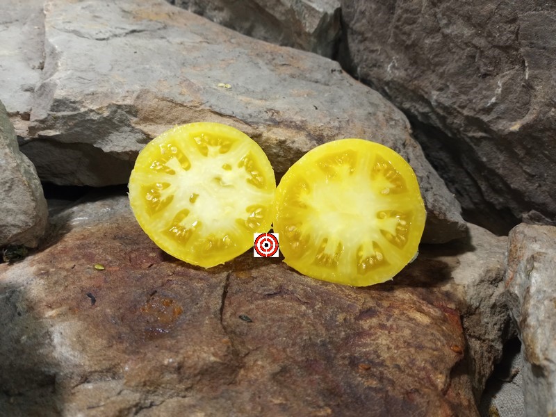 The Best Yellow Tomato Dwarf Walters Fancy Tomato Seeds Available Here.
