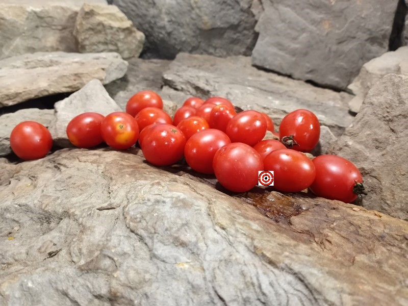 A Popular Heirloom Tomato Fox Family Old Store Tomato Seeds For Sale Here.