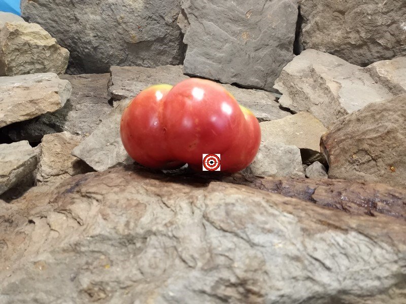 A Popular Heirloom Tomato Grant County Pink Tomato Seeds For Sale Here.