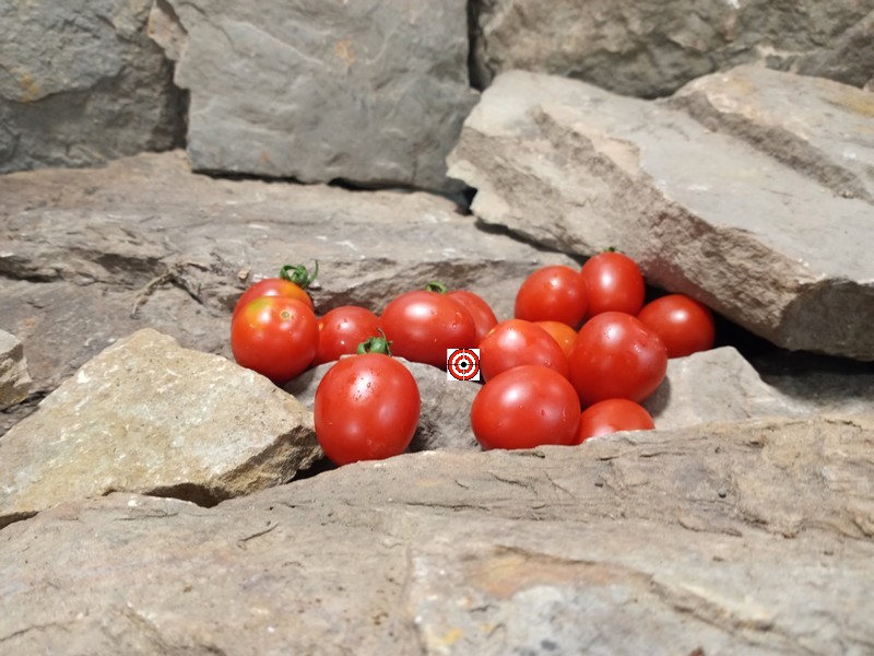 The Best Cherry Tomato Fox Family Old Store Tomato Seeds Available Here.