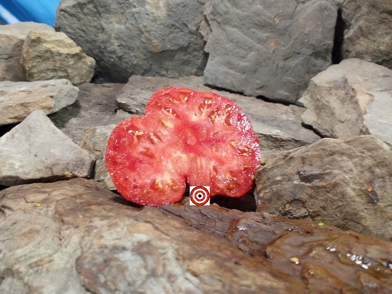 The Best Heirloom Tomato Fish Point Slicer Tomato Seeds Available Here.