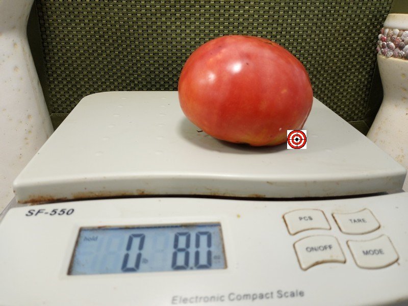 The Best Red Tomato Grandma Fitch Tomato Seeds Available Here.