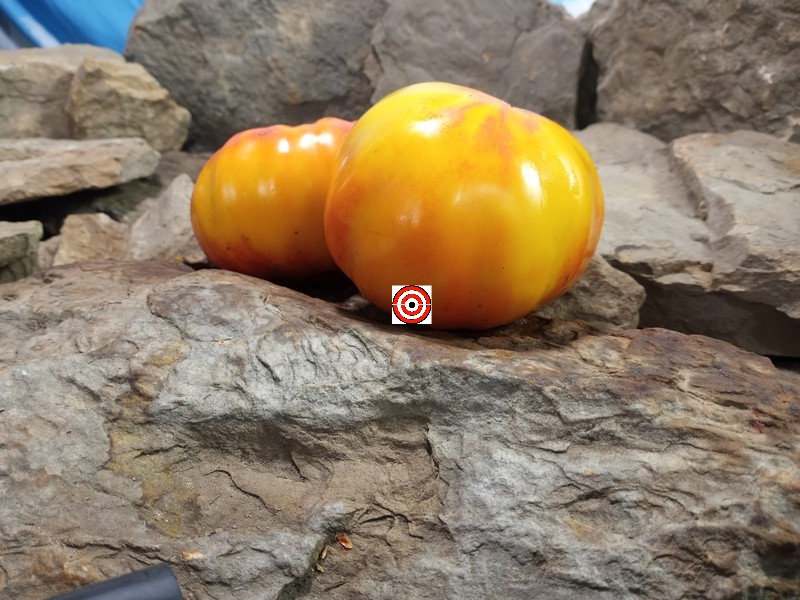 The Best Sandwich Tomato Georgia Streak Tomato Seeds Available Here.