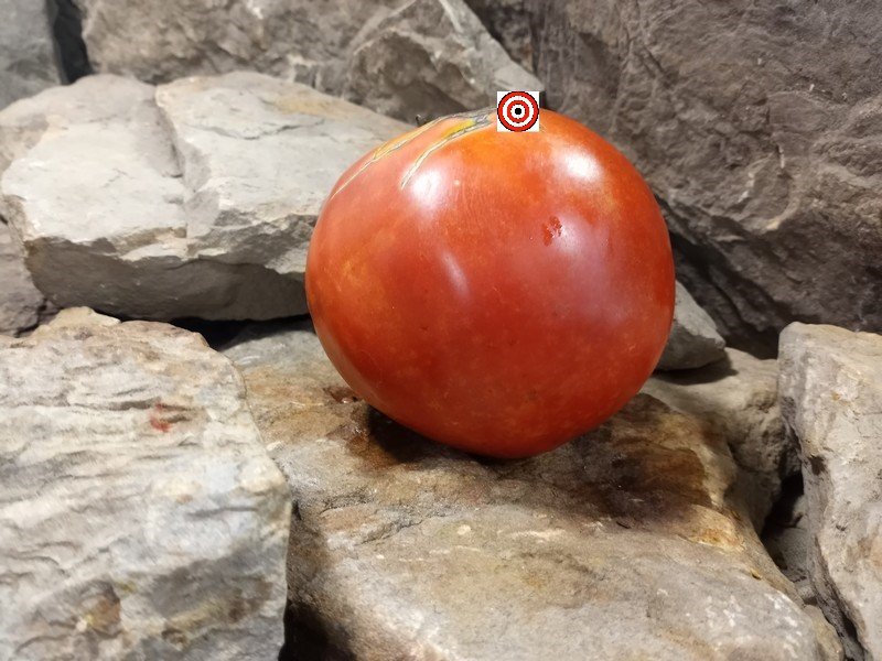 The Best Sandwich Tomato Greek Big Red Tomato Seeds Available Here.