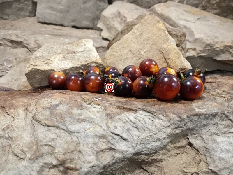 A Popular Cherry Tomato Indigo Blue Berries Tomato Seeds For Sale Here.