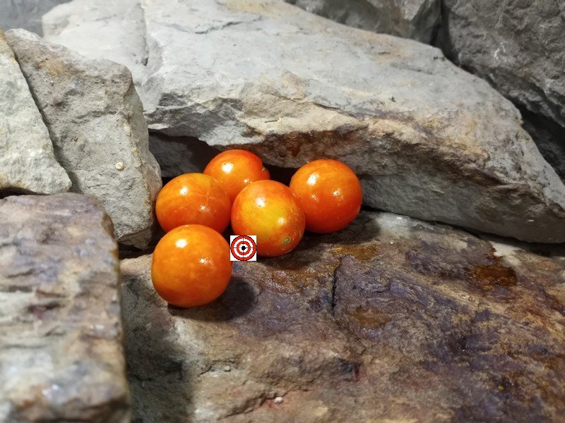 A Popular Cherry Tomato Isis Cherry Tomato Seeds For Sale Here.