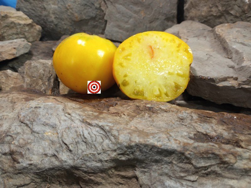 A Popular Heirloom Tomato Gunlocks Better Tomato Seeds For Sale Here.
