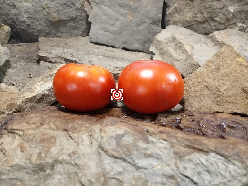 A Popular Heirloom Tomato John Baer Tomato Seeds For Sale Here.