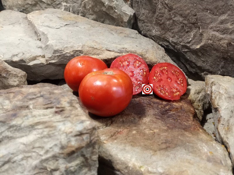 A Very Productive Tomato JTD 1887 Tomato Seeds Available Here.