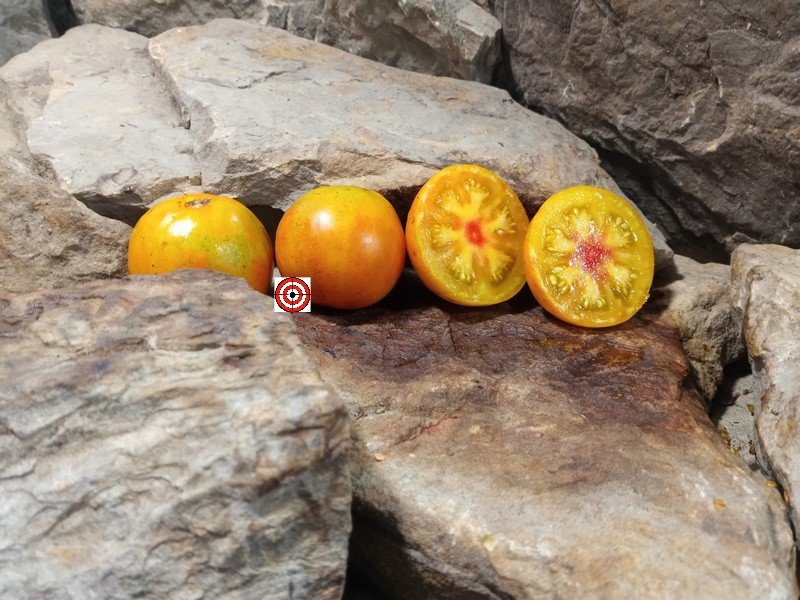 The Best Bicolored Tomato Isis Brandy Tomato Seeds Available Here.