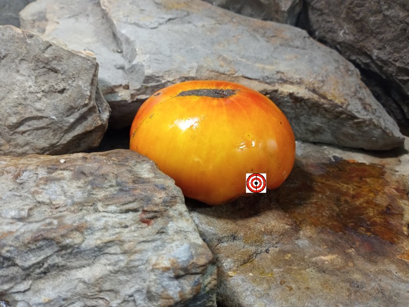 The Best Sandwich Tomato Jewel Tone Tomato Seeds Available Here.