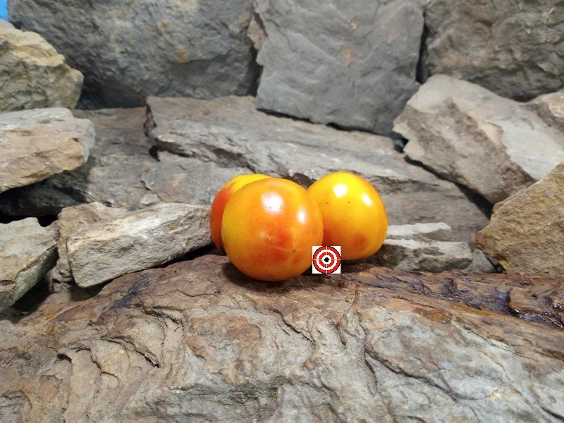 The Best Sandwich Tomato John Allen Yellow German Tomato Seeds Available Here.