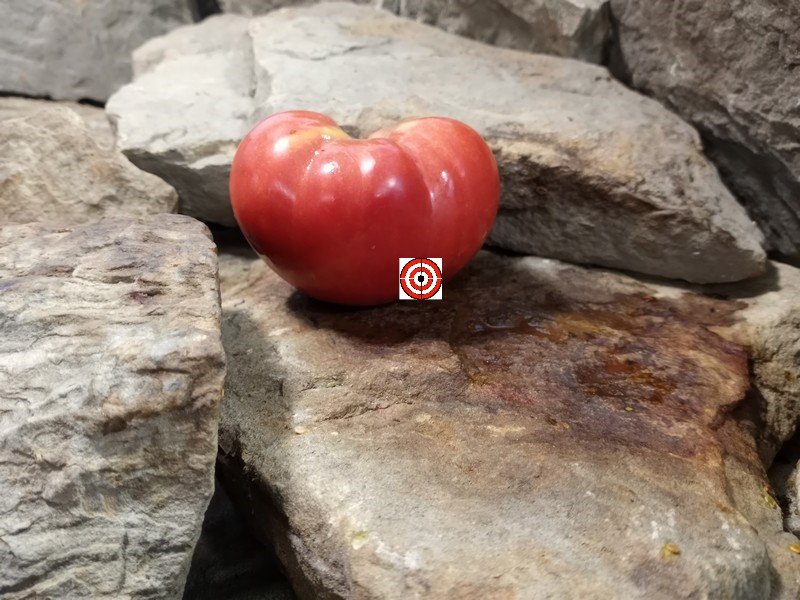 The Best Sandwich Tomato Judys Good Heart Tomato Seeds Available Here.