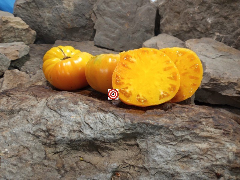 The Best Sandwich Tomato Kentucky Beefsteak Tomato Seeds Available Here.