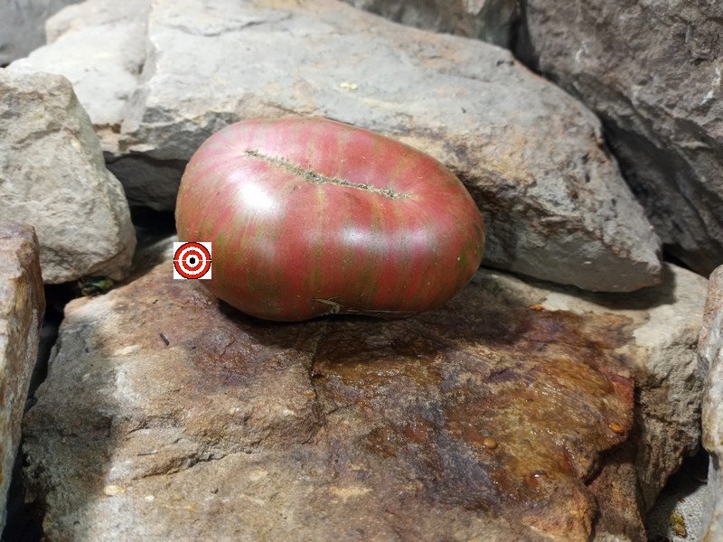 The Best Sandwich Tomato Kozula 24 Tomato Seeds Available Here.