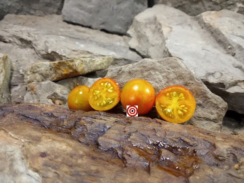 The Best Snacking Tomato Isis Cherry Tomato Seeds Available Here.