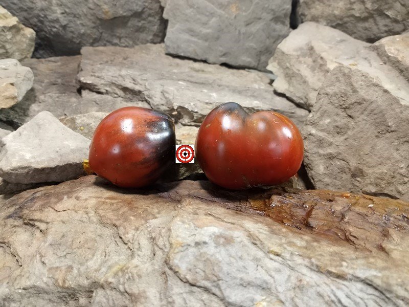 A Popular Black Tomato Leprechaun Sasha Tomato Seeds For Sale Here.