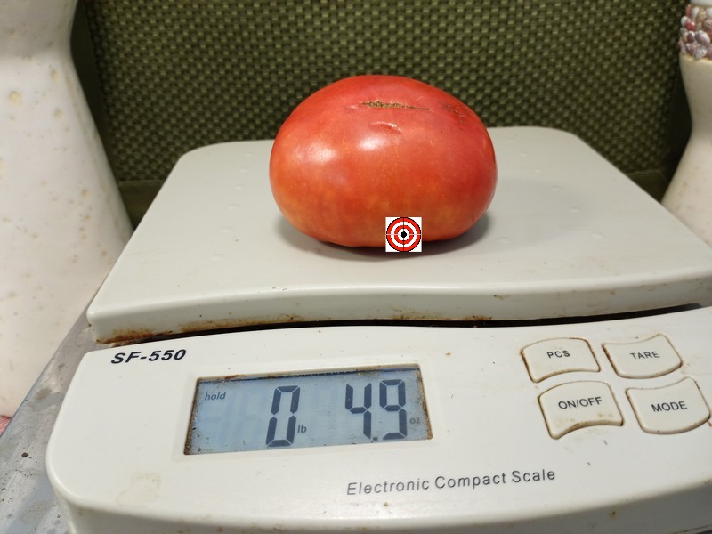 A Popular Heirloom Tomato Livingstons Magnus Tomato Seeds For Sale Here.