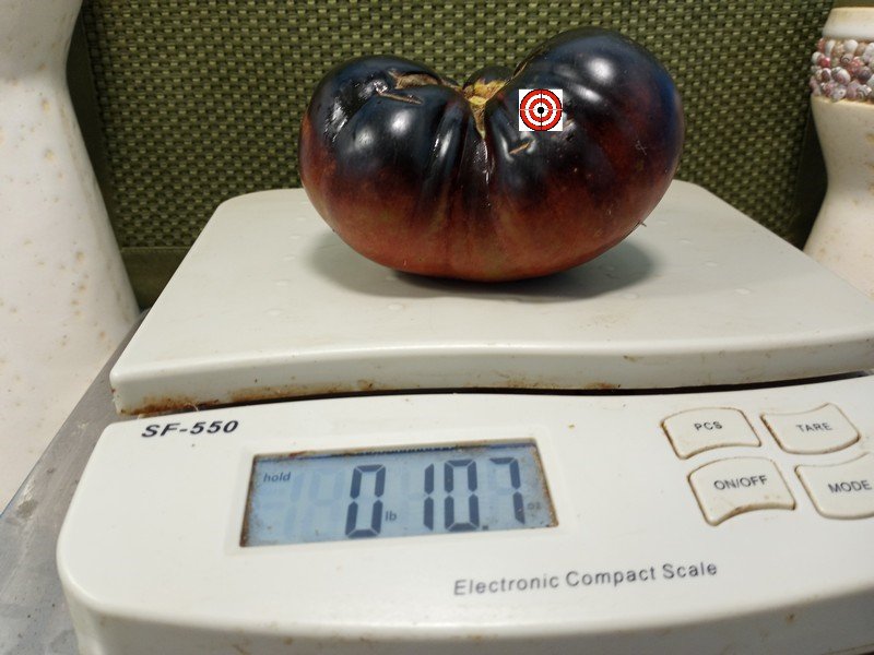 The Best Blue Tomato La Cadero Tomato Seeds Available Here.