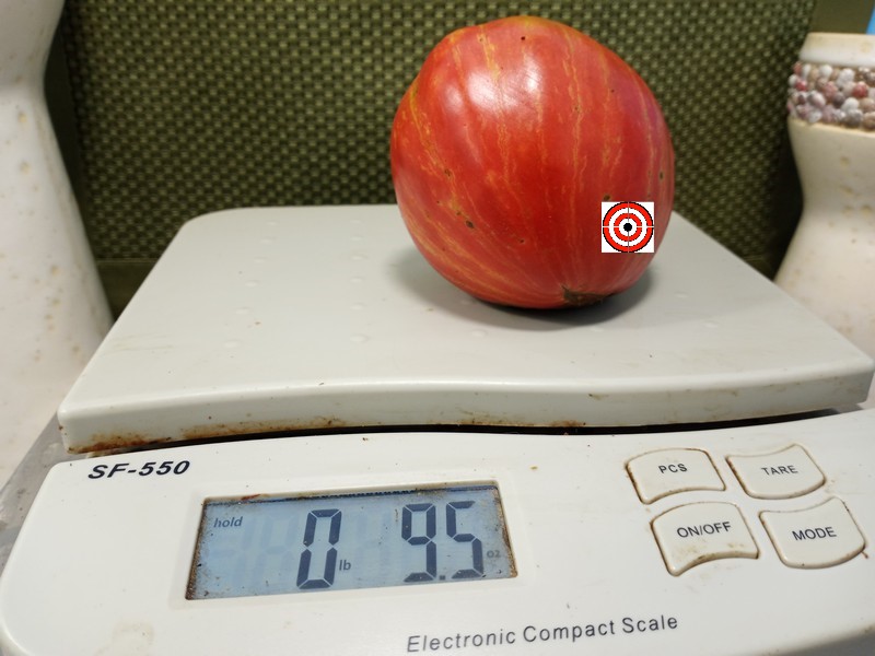 The Best Breeder Tomato Long Tall Sally Tomato Seeds Available Here.